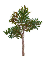 Tree isolated on white background