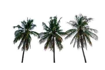 Coconut trees isolated on white background