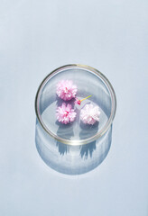 petri dishes on light background cosmetic research concept