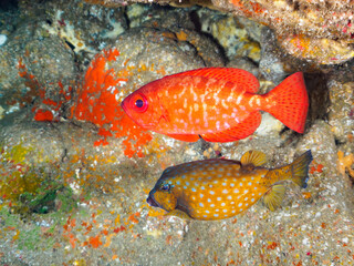 水中洞窟にいる美しいゴマヒレキントキ（キントキダイ科）他。

日本国静岡県伊豆半島賀茂郡南伊豆町中木から渡し船で渡るヒリゾ浜にて。
2023年9月3日水中撮影。
