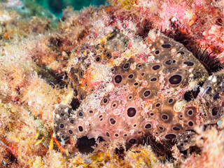 見事に擬態する不思議で大きなオオモンカエルアンコウ（カエルアンコウ科）。

日本国静岡県伊豆半島賀茂郡南伊豆町中木から渡し船で渡るヒリゾ浜にて。
2023年9月3日水中撮影。
