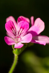 Close-up Macro Shot of Pelargonium or Garden Geranium Flowers of Capitcium Or Pink Sort.