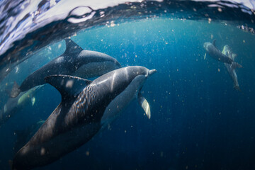 Fototapeta premium Underwater photo of wild dolphins, Australia