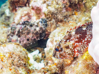 見事に擬態する不思議で大きなオオモンカエルアンコウ（カエルアンコウ科）。

日本国静岡県伊豆半島賀茂郡南伊豆町中木から渡し船で渡るヒリゾ浜にて。
2023年9月3日水中撮影。
