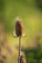 Distel