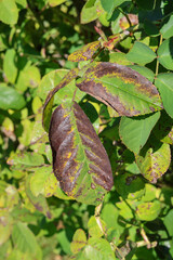 Plant disease in roses such as mildew or rust are common. Leaf spot disease black spot - Diplocarpon rosae, caused by a fungal infection. Closeup	