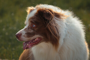 Beautiful brown and white merle Bordercollie dog with striking blue eyes  is sitting in the gras in the summer sunshine looking to the left side.