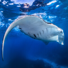 Fototapeta premium Manta Ray, Lady Elliot Island, Australia