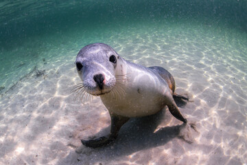 Australian Sea lion in the water, South Australia