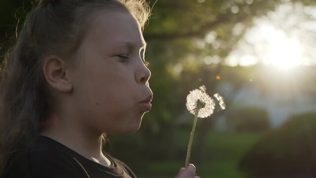 A little girl blows seeds from a dandelion flower at sunset
