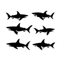 shark illustration isolated on white background