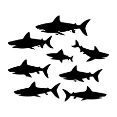 shark illustration isolated on white background