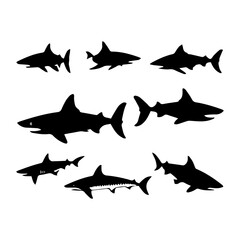 shark illustration isolated on white background