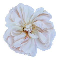 Beautiful real single flower flowerhead of tropical Hibiscus rosa sinensis cut out on an isolated background