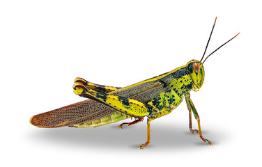 Jawajski konik polny, valanga nigricornis izolowany © slawek_zelasko