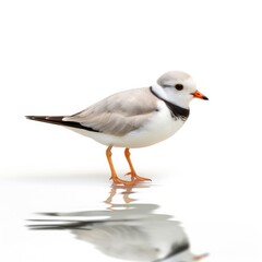 Piping plover bird isolated on white background.