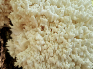 The fruiting bodies of the beech coral can be up to 40 cm. bush-like shape and lots of split small twigs. smooth shank. When young, the mushroom is pure white, gradually turning cream and yellow.