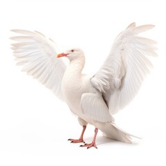 Obraz premium Thayers gull bird isolated on white background.