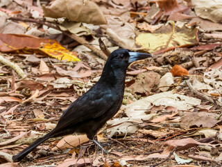 Black Butcherbird in Queensland Australia