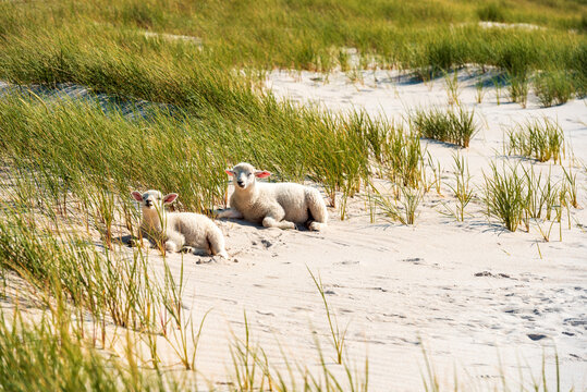 Landscape with lambs sitting on the marram grass dunes, on Sylt island, Germany