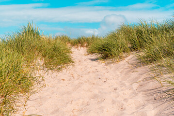 Fototapeta na wymiar Marram grass dunes and the blue sky on Sylt island, Germany