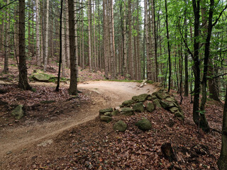 forest in which there is a track for bicycles trail tilted bends one after the other dug in the...
