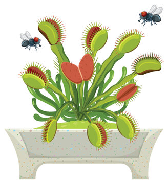 Flies Flying Over Venus Flytrap Plant: A Vector Cartoon Illustration