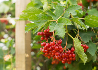 Beautiful viburnum shrub with ripe berries outdoors 11
