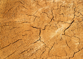 wood texture in section 3
