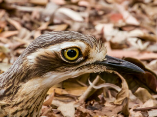 Bush Stone Curlew in Queensland Australia
