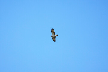 an Accipiter gentilis in flight in the blue sky on a sunny autumn day.