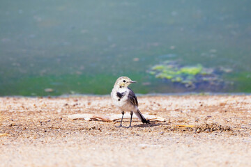 Motacilla alba stands on the shore of a lake.