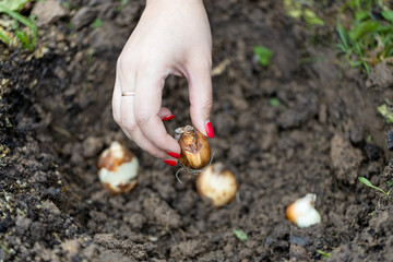 hand holding daffodil bulbs before planting in the ground