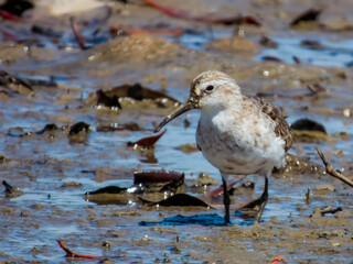 Curlew Sandpiper in Queensland Australia