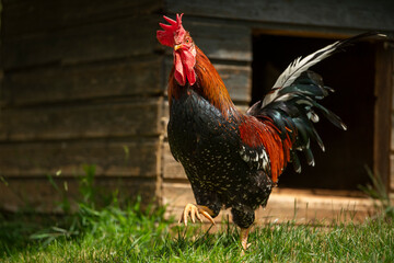 Italian rooster in nature background - 647559277