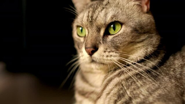 A gray tabby cat was staring around. and relax in a room with a black background
