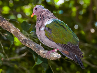 Pacific Emerald Dove in Queensland Australia