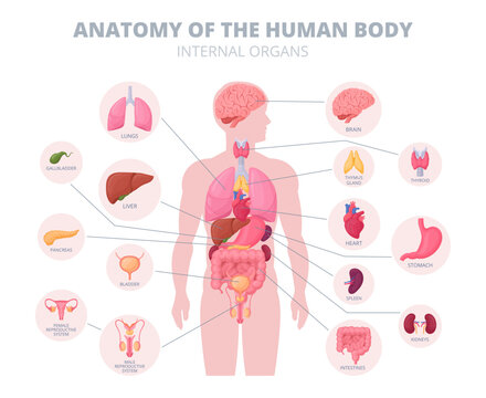 Cartoon internal organs infographic. Human body anatomy, digestive and reproductive system medical scheme flat vector illustration. Anatomy structure