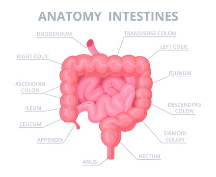 Human intestine structure. Cartoon internal organ anatomy, intestine medical scheme with appendix, duodenum and jejunum flat vector illustration. Intestine infographic