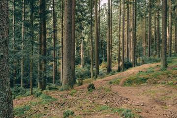 idyll in a coniferous forest