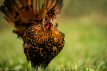 Appenzeller pointed hoods chicken in nature background