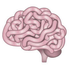 Human brain isolated on white background. Vector illustration.