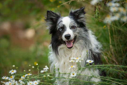 Border collie in nature background