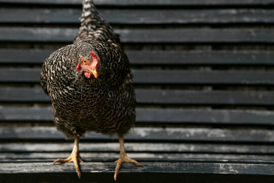 Amrock hen standing on a garden bench