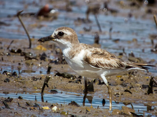Greater Sand Plover in Queensland Australia