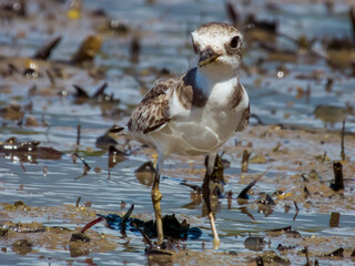Greater Sand Plover in Queensland Australia