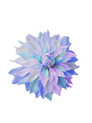 blue,pink,purple petals dahlia flower