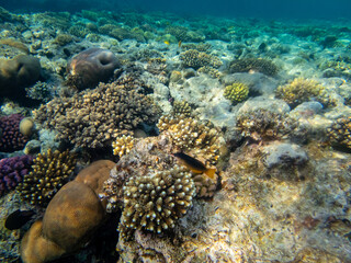 Colorful inhabitants of the Red Sea coral reef