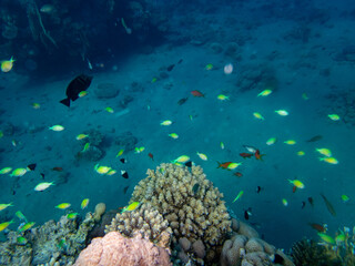 Fototapeta na wymiar Colorful inhabitants of the Red Sea coral reef