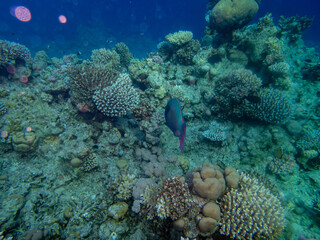 Colorful inhabitants of the Red Sea coral reef